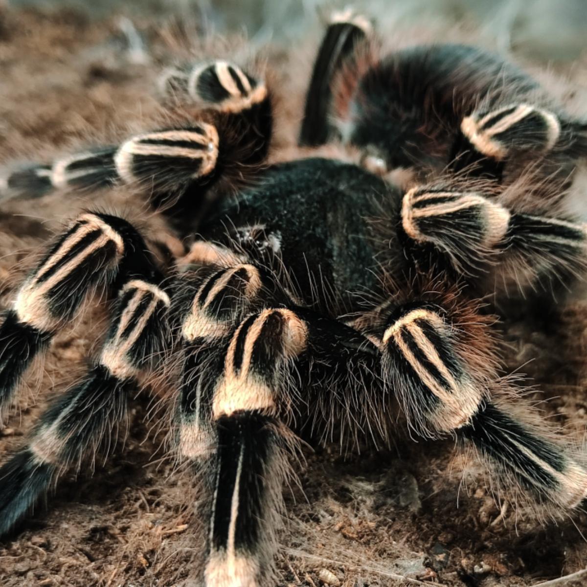 Acanthoscurria geniculata 2